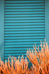 Close-up of orange flowers