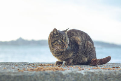 Close-up of a cat