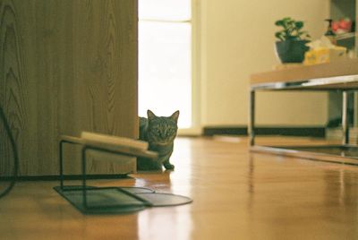 Portrait of cat on table at home