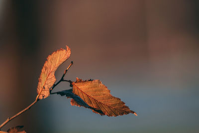 Close-up of dried autumn leaf