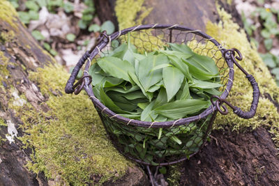 High angle view of vegetables in basket