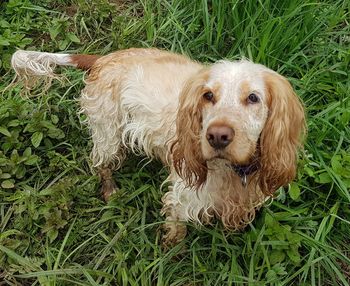 Portrait of dog on field