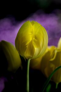 Close-up of yellow tulip