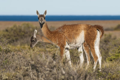 Portrait of giraffe on field