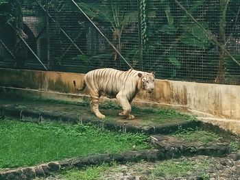 Tiger in zoo