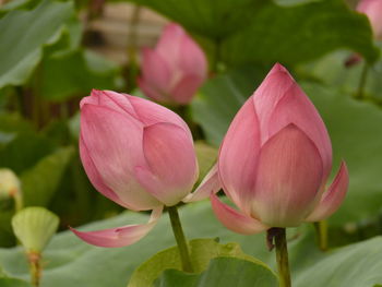 Close-up of pink water lily