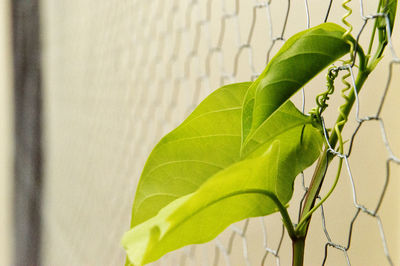 Close-up of plant growing on fence