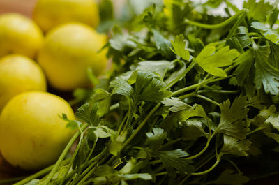 Close-up of lemon growing on plant