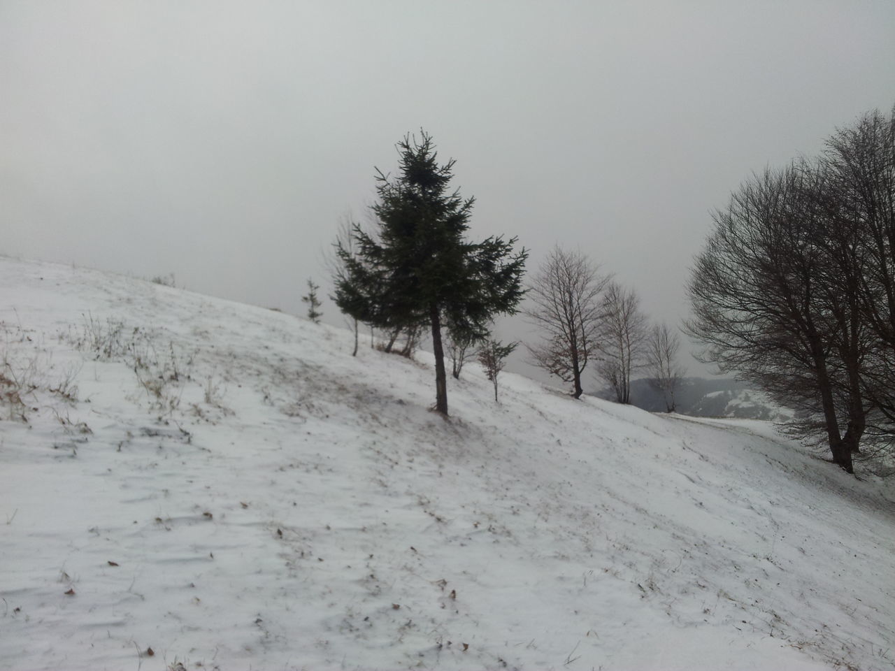 snow, winter, cold temperature, tree, nature, weather, tranquility, beauty in nature, landscape, day, tranquil scene, outdoors, no people, scenics, sky