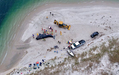 Right whale necropsy at chatham, cape cod aerial