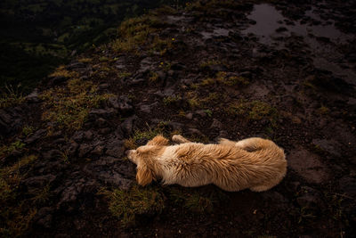 High angle view of a rabbit on land