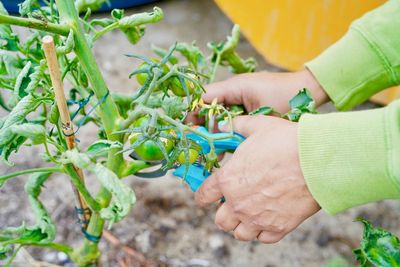 Close-up of hand holding plant