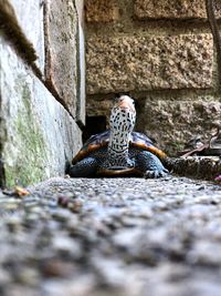 Close-up of an animal on wall