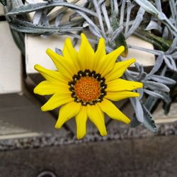 Close-up of yellow flower