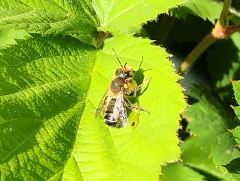 Close-up of insect on leaf