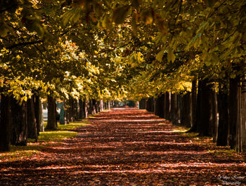 View of trees in autumn