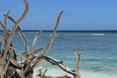 Dead tree on beach against clear sky