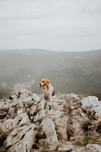 Dog on rock in mountains