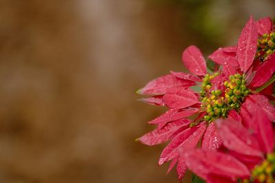 Close-up of pink flower