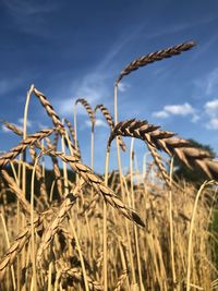 Close-up of stalks in field against sky