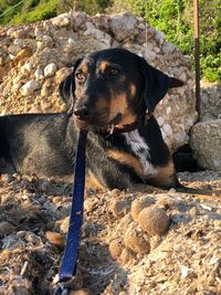 Dog sitting on rock