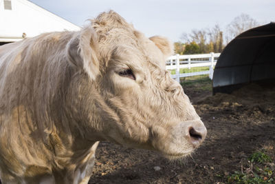 Close-up of cow standing at farm