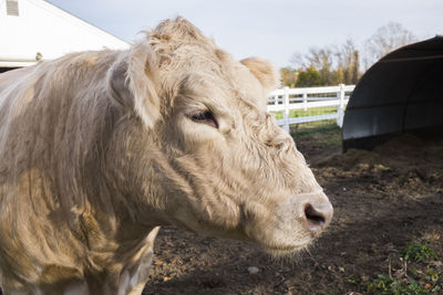 Close-up of cow