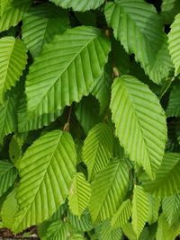 Full frame shot of green leaves