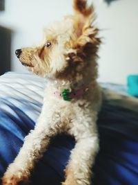 Close-up of dog at home