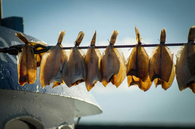 Fishes hanging on rope against sky