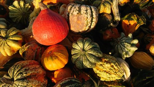 Full frame shot of pumpkins