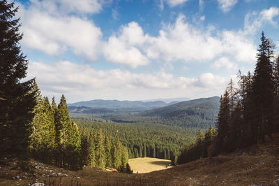 Scenic view of pine trees against sky