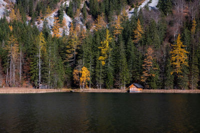Scenic view of lake in forest