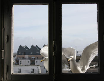 View of buildings against sky seen through glass window