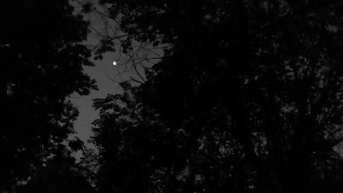 Low angle view of silhouette trees against sky at night