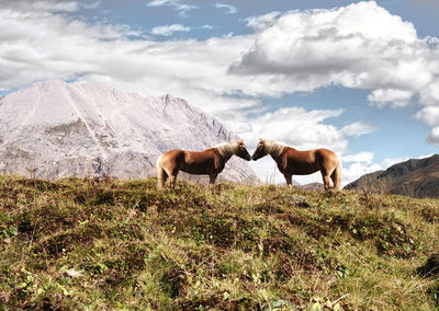 Horses on a field