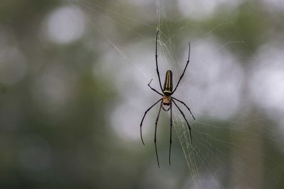 Close-up of spider on web