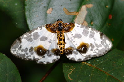 Close-up of butterfly