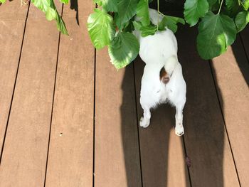 High angle view of white dog on floor