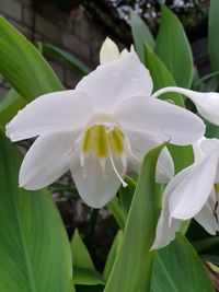 Close-up of white flowering plant