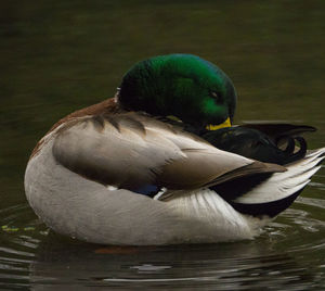 Close-up of duck swimming on lake