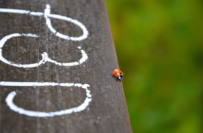 Close-up of ladybug on wooden ledge with writing