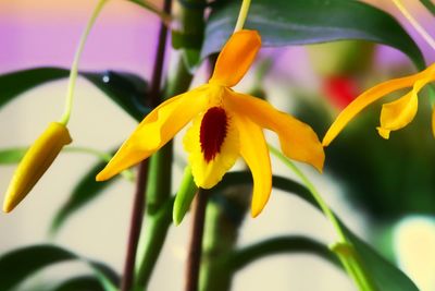 Close-up of yellow flowering plant