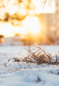 Close-up of snow covered field against sky during sunset