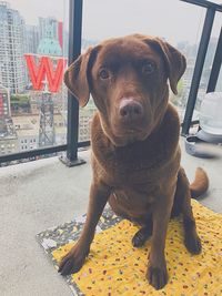 Portrait of dog looking at camera