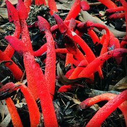 Full frame shot of red flowers