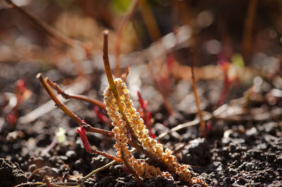 Close-up of hazelnut blossom on garden ground