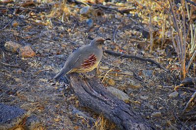 High angle view of bird perching on a tree