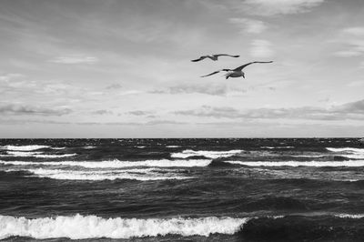 Seagull flying over sea against sky