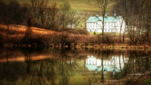 Reflection of trees in water